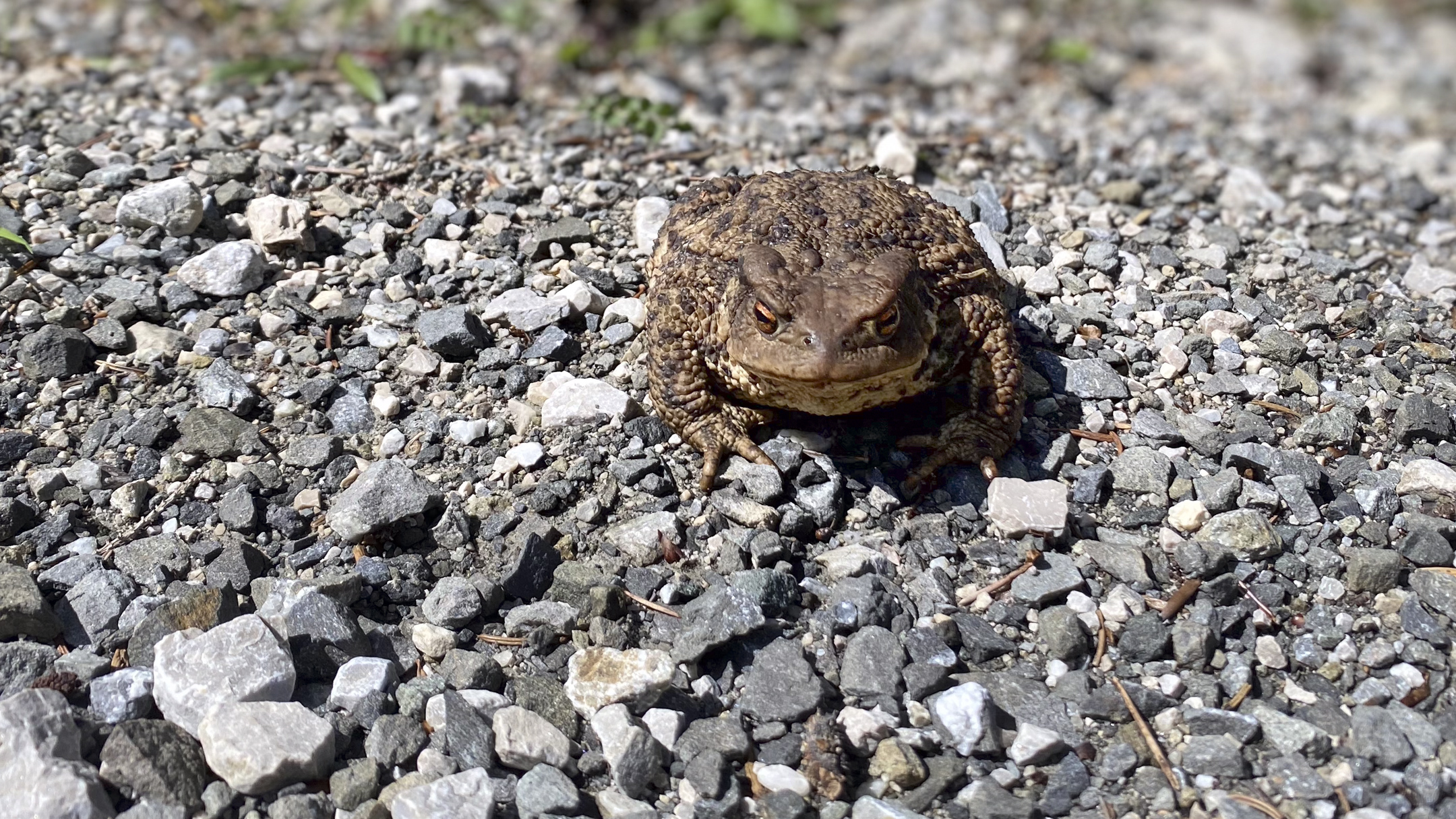 20250717 Enningsalm Garmisch